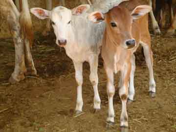 bans beef